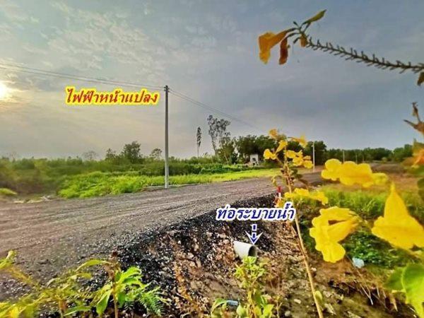 สดผ่อน สบายใจที่ดิน แบ่งขาย ตลาดต้นไม้คลอง15 ราคาเบา T.062-1574449 (รูปที่ 10)