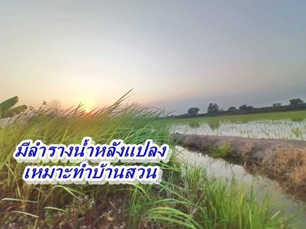 ที่ดินคลอง6 อ.คลองหลวง ปทุมธานี T.062-1574449 สดโฉนดพร้อมโอน (รูปที่ 5)