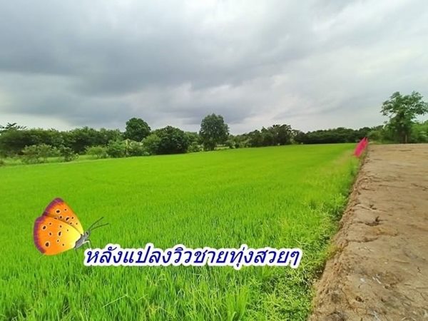 สบายใจในทุกเรื่อง ที่ดินแปลงเล็กถมแล้ว ราคาเบา น้ำไฟผ่าน มีเพื่อนบ้าน ที่คลอง8 หนองเสือ T.062-1574449 (รูปที่ 7)