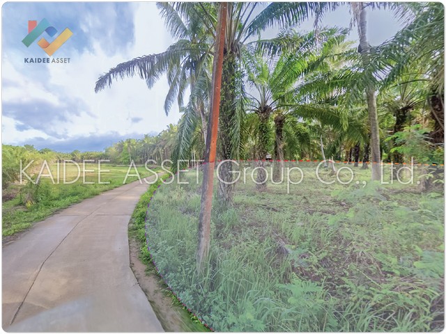 ที่ดิน ท่าแซะ ชุมพร สวน ปาล์ม ใกล้ถนน เพชรเกษม ราคาถูก (รูปที่ 7)