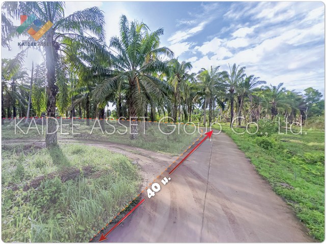 ที่ดิน ท่าแซะ ชุมพร สวน ปาล์ม ใกล้ถนน เพชรเกษม ราคาถูก (รูปที่ 6)