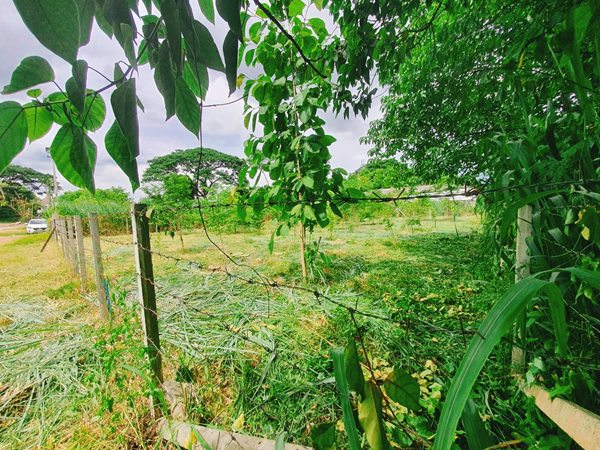 ขายที่ดินเปล่า ในตัวเมืองเชียงใหม่ สำหรับคนที่สนใจอยากปลูกบ้านในเมืองใกล้สถานที่สำคัญ และราคาไม่แรง โทร 0995693546 (รูปที่ 6)
