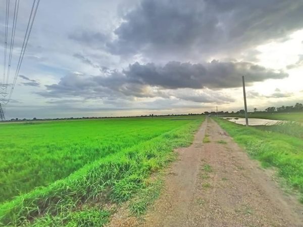 แหล่งชุมชน ใกล้ความเจริญ ทั้งถูก ทั้งลด ทั้งแถม โปรแรง ที่ดิน ลำลูกกา คลอง8. T.062-1574449 (รูปที่ 4)