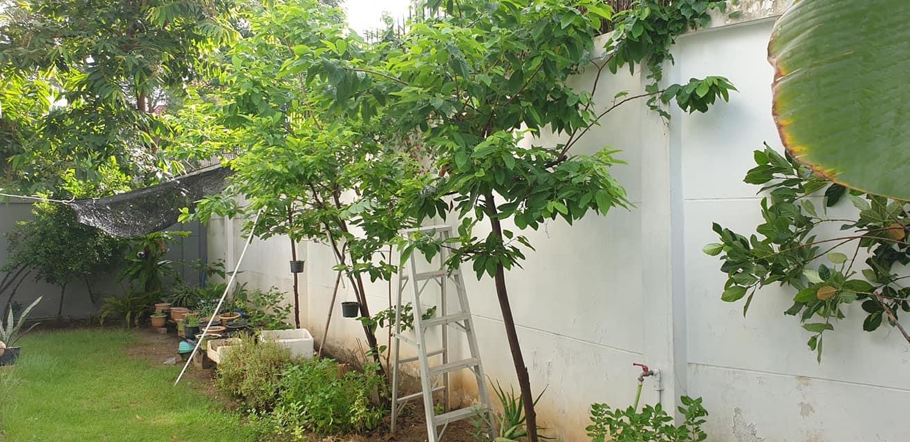 บ้านเดี่ยว 2 ชั้น เนื้อที่ 58 ตร.ว. หมู่บ้าน เพอร์เฟค พาร์ค รังสิต (รูปที่ 10)