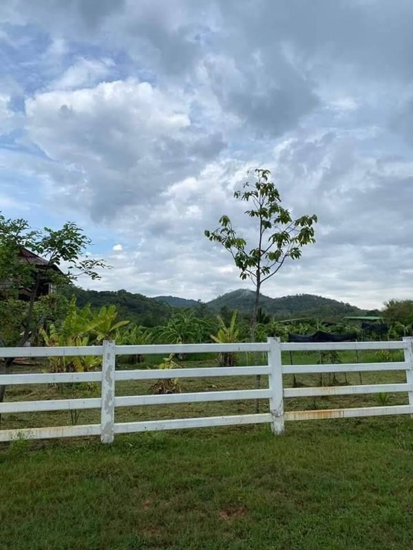 ที่ดิน 600 วา พร้อมเรือนไทย สวยๆ โอบกอดด้วย วิวเขาละมุนใจ T.062-1574449 (รูปที่ 6)