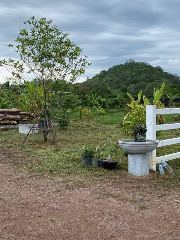 ที่ดิน 600 วา พร้อมเรือนไทย สวยๆ โอบกอดด้วย วิวเขาละมุนใจ T.062-1574449 (รูปที่ 16)