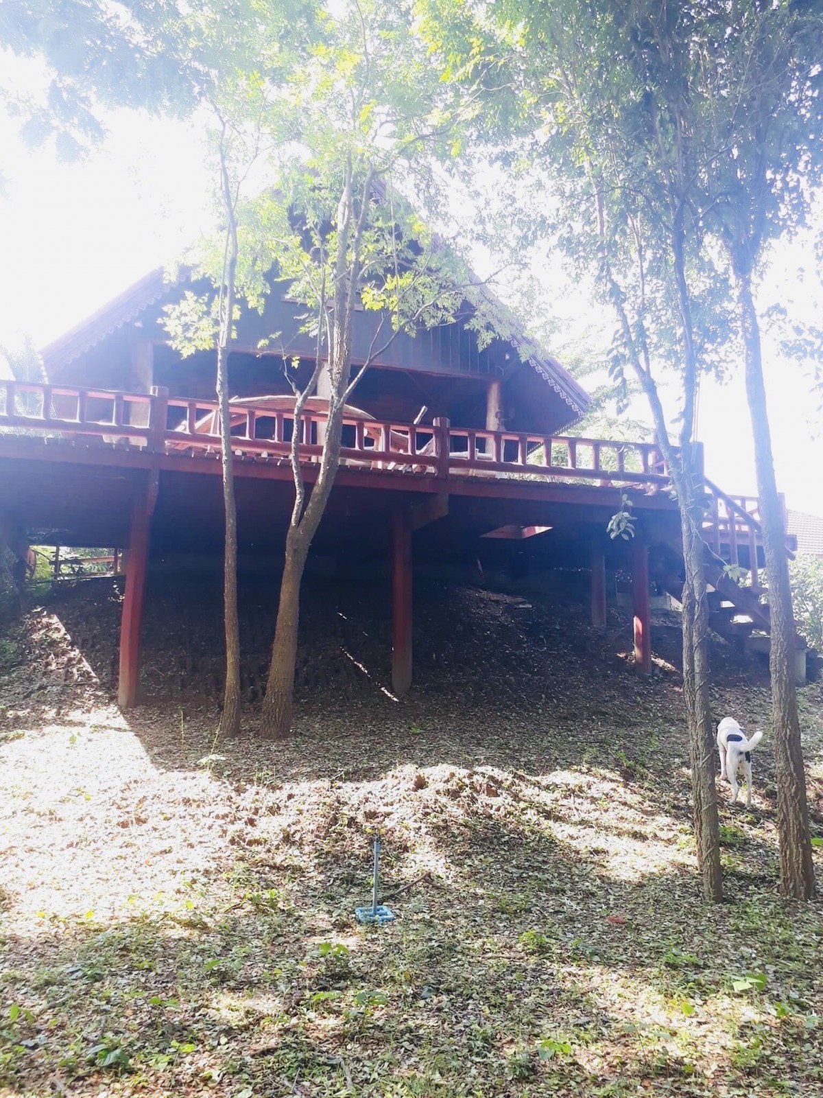 🛎ขายบ้านไม้พร้อมที่ดิน บรรยากาศธรรมชาติติดแม่น้ำ ร่มรื่นด้วยหลากหลายพรรณไม้ (รูปที่ 5)