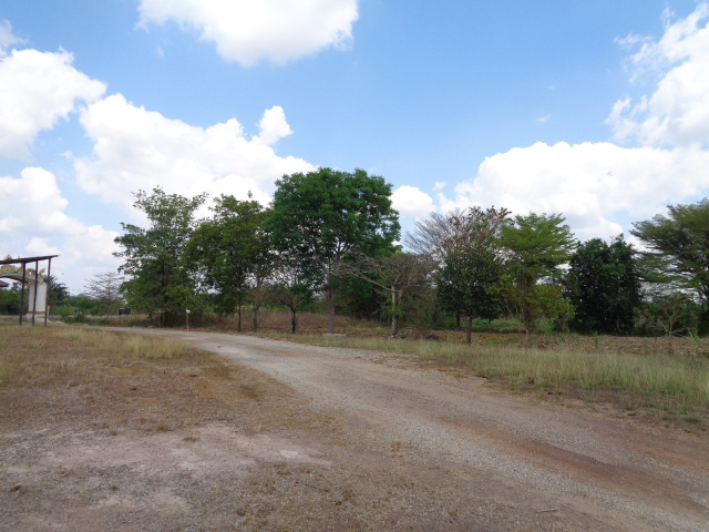 H1189 ขายที่ดิน ภ. บ. ท. 5 ติดถนนใหญ่ สายสระแก้ว - เขาหินซ้อน ก่อนถึงแยกวังท่าช้าง 2.6 กิโลเมตร หน้าทางเข้าวัดวังนาคาบารมีธรรม (รูปที่ 23)