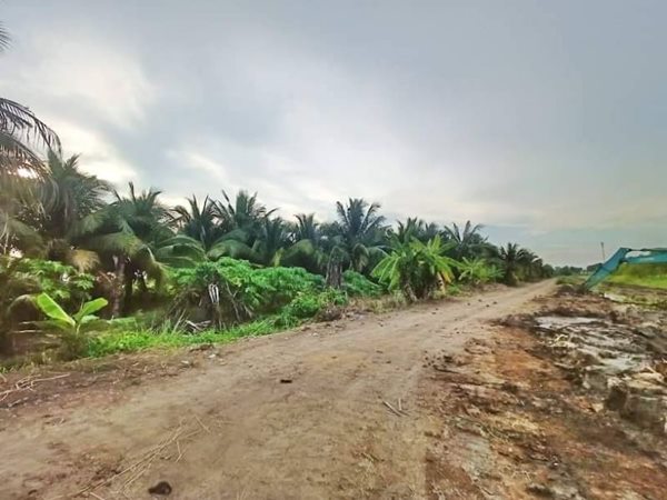 ขายที่ดินในราคาเจ้าของที่คลอง11เฟส2หนองเสือT.062-1574449 (รูปที่ 6)