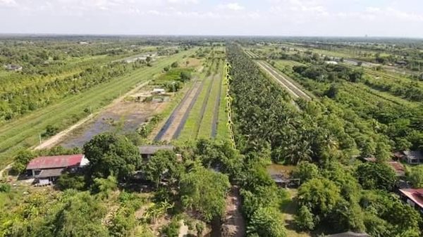 ขายที่ดินในราคาเจ้าของที่คลอง11เฟส2หนองเสือT.062-1574449 (รูปที่ 10)