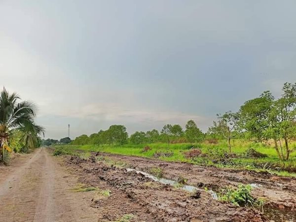 ขายที่ดินในราคาเจ้าของที่คลอง11เฟส2หนองเสือT.062-1574449 (รูปที่ 5)