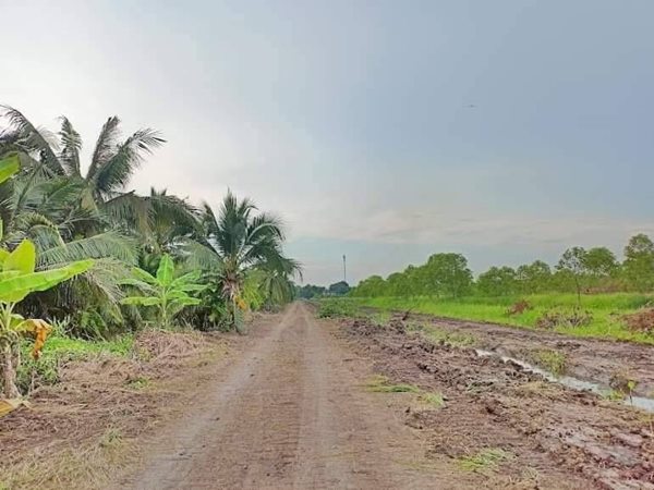 ขายที่ดินในราคาเจ้าของที่คลอง11เฟส2หนองเสือT.062-1574449 (รูปที่ 4)