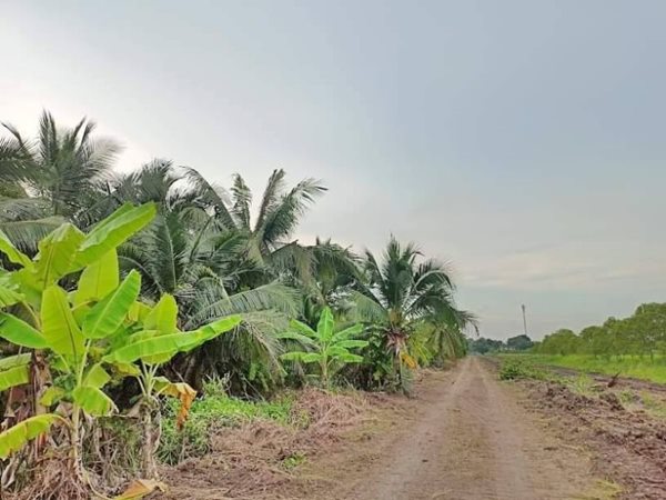 จัดด่วนผ่อนที่ฟรีดอกที่ดินคลอง11หนองเสือราคาเบาผ่อนสบาย. T.062-1574449 (รูปที่ 4)