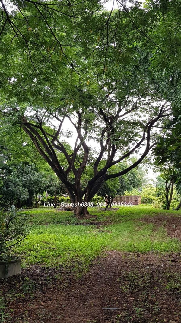 ขายด่วน!! ที่ดินเชียงใหม่ ติดพิพิธภัณฑ์พระพิฆเนศ อ.ดอยหล่อ พร้อมบ้าน 4 หลัง Tel. 064-0635346 (รูปที่ 5)