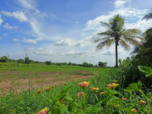 ฟรีดอก ผ่อนยาว ดาวน์น้อย-สาย สะสมที่ดิน ออมที่ดีกว่าออมทอง ที่ดินเงินผ่อน ไม่มีดอกเบี้ย T.062-1574449 (รูปที่ 4)