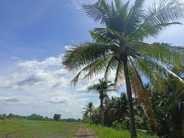 ฟรีดอก ผ่อนยาว ดาวน์น้อย-สาย สะสมที่ดิน ออมที่ดีกว่าออมทอง ที่ดินเงินผ่อน ไม่มีดอกเบี้ย T.062-1574449 (รูปที่ 6)