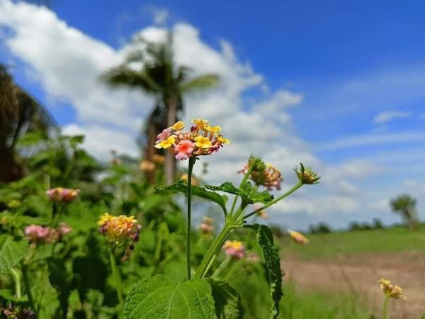 ฟรีดอก ผ่อนยาว ดาวน์น้อย-สาย สะสมที่ดิน ออมที่ดีกว่าออมทอง ที่ดินเงินผ่อน ไม่มีดอกเบี้ย T.062-1574449 (รูปที่ 2)