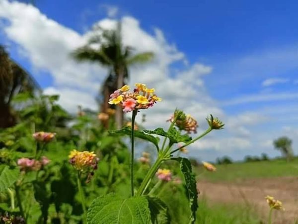 ผ่อนสบาย เพื่อสายผ่อนออนซอนหัวใจที่ดินผ่อนได้ไร้ดอกราคาเบา ที่ดินเงินผ่อน ไม่มีดอกเบี้ย T.062-1574449 (รูปที่ 4)