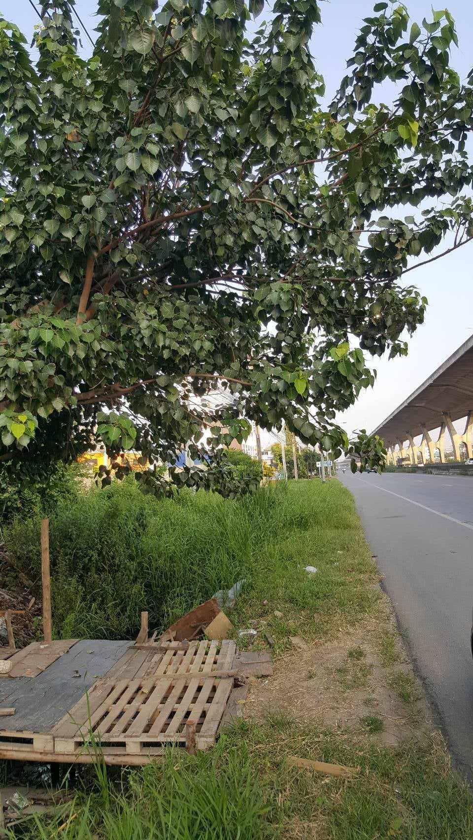 ติดถนน บางนา ตราด ที่ดิน 5-2-35 ไร่ หน้างกว้าง 58 เมตร ผังสีส้ม (รูปที่ 6)