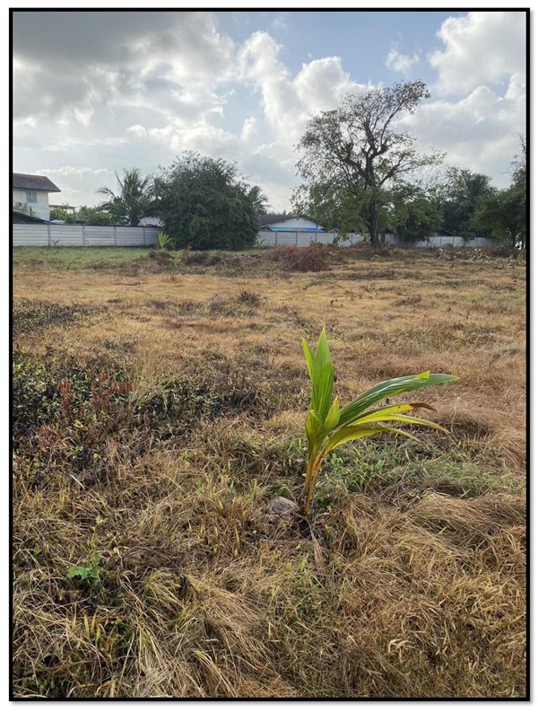 ขายที่ดิน ติดทะเล เกาะยอ อ.เมืองสงขลา 3-2-67.8 ไร่ อยู่ในย่านชุมชน ใกล้วัดท้ายยอ โทร 0632897879 (รูปที่ 2)