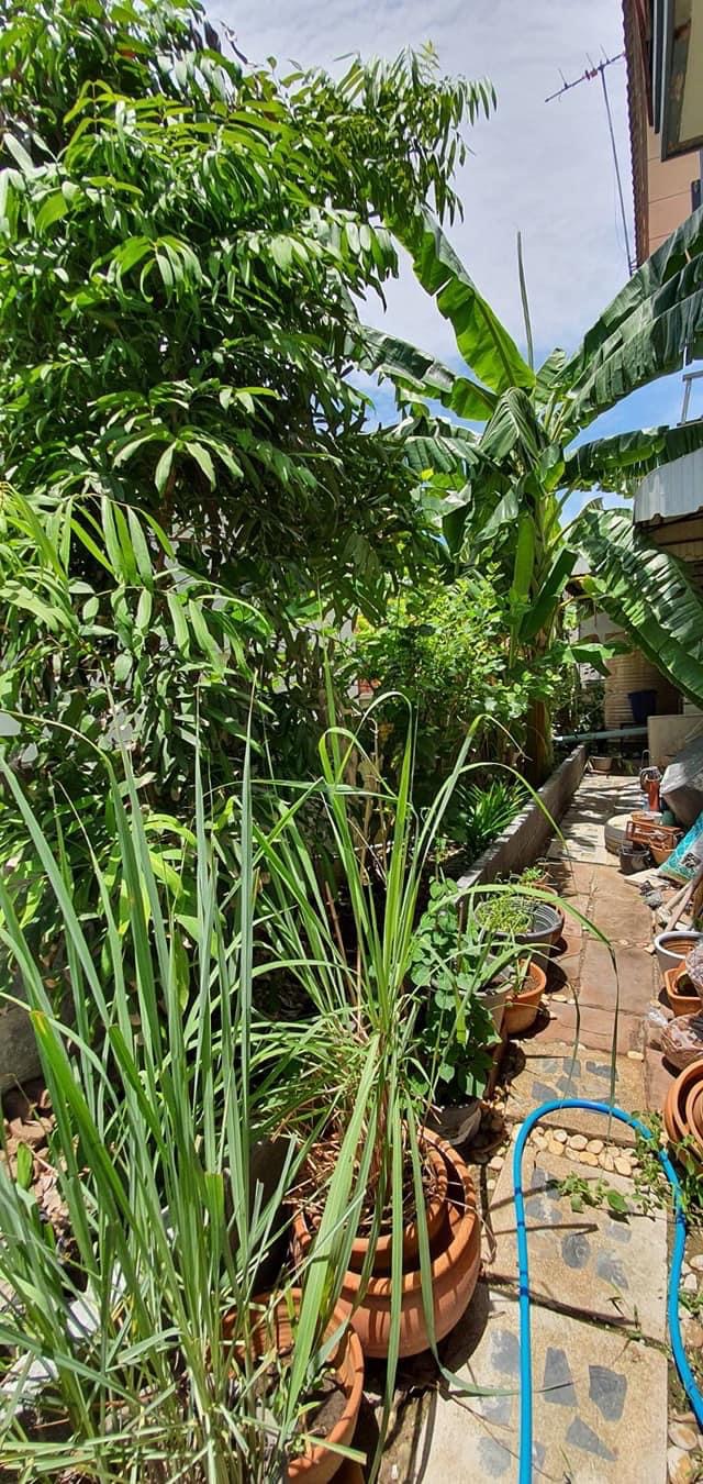 บ้านเดี่ยว​สวยๆ หมู่บ้านฟ้าทอฝัน ลำลูกกาคลอง7 (รูปที่ 4)