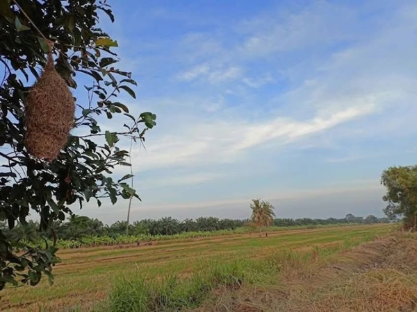 ที่สวยมาก ถมแล้ว สดได้ แบ่งจ่ายได้ ที่คลอง8 หนองเสือ T.062-1574449 (รูปที่ 11)