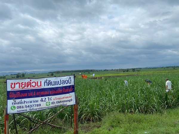 ด่วน ขายที่ดินแม่สอด-ห้วยกระโหลก จำนวน 42ไร่ ที่ดินมีโฉนด นส.4 ครุฑแดง แปลงเดียวในย่านนี้ โทร 083-5437789 (รูปที่ 3)
