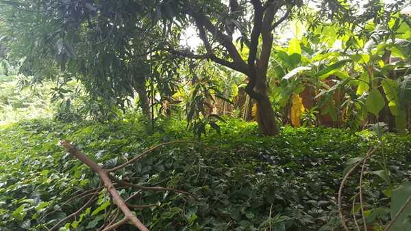 ขายที่ดิน 397 ตรว. ถมแล้ว สุขุมวิท 50 ซอยสวัสดี พื้นที่สีส้ม บรรยากาศดี เหมาะสร้างบ้านหรู ซื้อลงทุน โทร 0999568316 (รูปที่ 3)