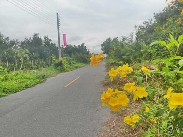 ที่ดินบ้านสวน ใกล้ชุมชน ใกล้ตลาดติดลาดยาง คลอง12 หนองเสือ-T.062-1574449 (รูปที่ 5)