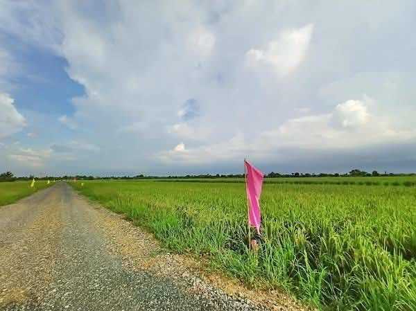 ถูกกว่าใครในย่านนี้ไฟฟ้าประปาครบจบที่นี่-คลอง8.บึงบอน หมู่ที่ 4 ตะวันตก (ฝั่งวัดบึงบอน) T.062-1574449 (รูปที่ 13)