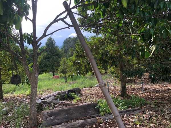 ขายที่ สวนทุเรียน อ.เมืองระยอง พร้อมแหล่งน้ำธรรมชาติ ใกล้ทะเล ด้านหลังเป็นเขายายดา ห่างตลาดบ้านเพ 3 ก.ม. เนื้อที่ 4 ไร่ 3 งาน 29 ตร.ว. ไร่ละ 2.5 ลบ. (รูปที่ 4)