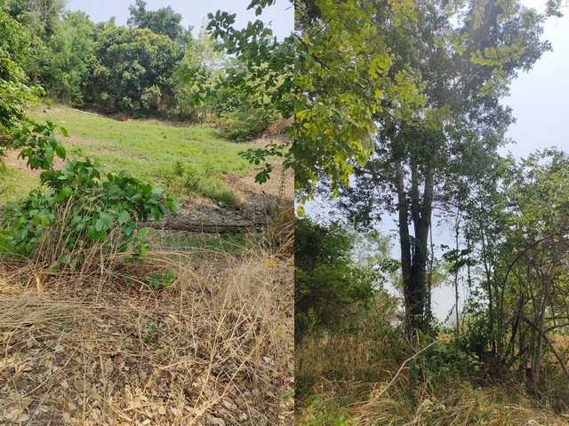 ขายที่ดินทำการเกษตร บรรยากาศดี ใกล้เขื่อนทีปังกร หนองบัวแดง จ.ชัยภูมิ (รูปที่ 6)