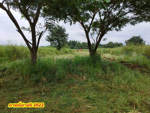 ขายที่ดิน 2ไร่ สวย ทรงสีเหลี่ยมผืนผ้า ใกล้แม่น้ำแควน้อย อยู่บ้านท่ามะเดื่อ หมู่2 จ.กาญจนบุรี อ.ไทรโยค ต.ศรีมงคล โทร 0810117012 (รูปที่ 16)