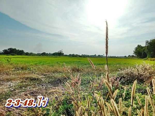 ที่ดินบ้านนาSาคาถูกมาก -สดได้-ผ่อนได้ ( ผ่อนได้ 2 ปี.ฟรีดอก / มี 2.แปลง ) T.062-1574449 (รูปที่ 8)