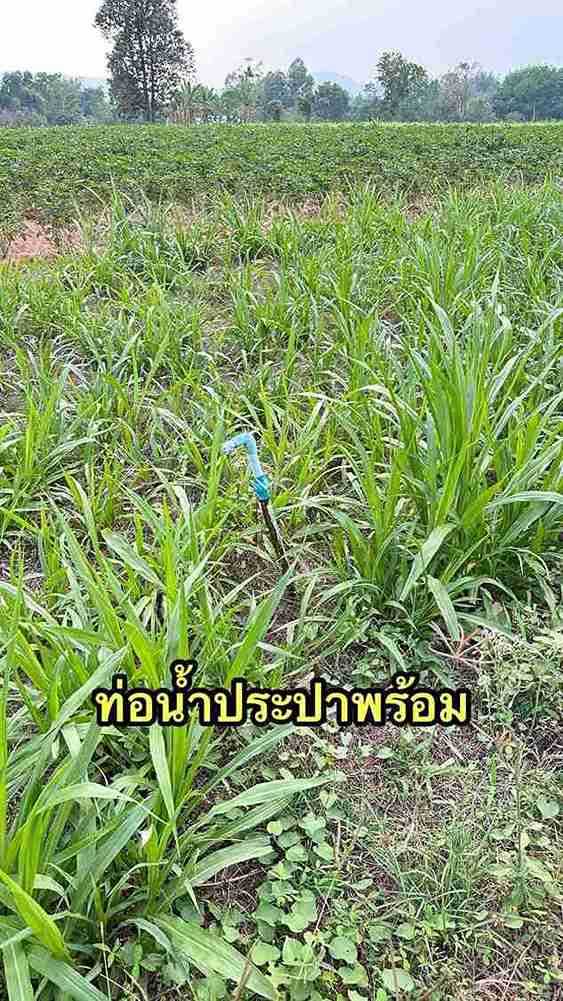 ขายที่ดิน 3 ไร่ 3 งาน ราคา 3 ล้าน (น.ส.3ก) เจ้าของขายเอง (รูปที่ 7)