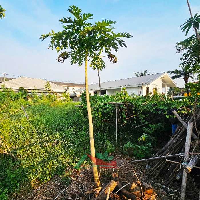 ขายที่ดินจัดสรร93.6ตรว. ม.ดิสคอฟเวอรี่เพลส รังสิต คลอง7 ถนนเมน เหมาะสร้างบ้าน (รูปที่ 7)