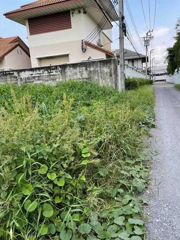 ขายที่ดินแปลงสวย ซอยแจ้งวัฒนะ 43 ปากเกร็ด นนทบุรี ทรงสี่เหลี่ยมผืนผ้า ขนาด 346 ตารางวา โทร 081-888-1986 (รูปที่ 4)