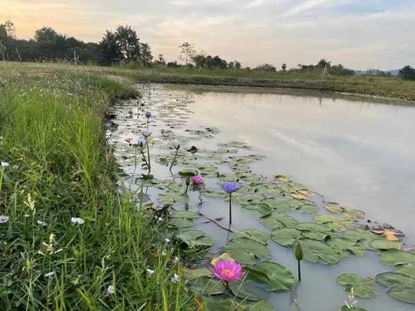 ที่ดินสวย ทำเลดี พร้อมระบบน้ำชลประทานฟรี เขาขลุง บ้านโป่ง ราชบุรี ติดถนนใหญ่ ใกล้กรุงเทพ (รูปที่ 10)