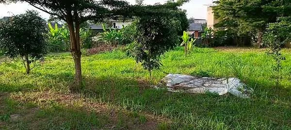 ขายที่ดินเมืองพะเยา บ้านต๋อม เนื้อที่ 400 ตรว. โฉนดพร้อมโอน ใกล้ศาลากลางพะเยา 1 กม. โทร 0817830178 (รูปที่ 4)