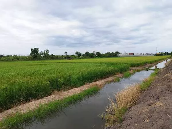 ขายที่ดินนนทบุรี ไทรน้อย บางบัวทอง-ถมแล้ว เส้นบ้านกล้วย-ไทรน้อย ซอยสามัคคีธรรม2 โทร 095-4681414 (รูปที่ 4)
