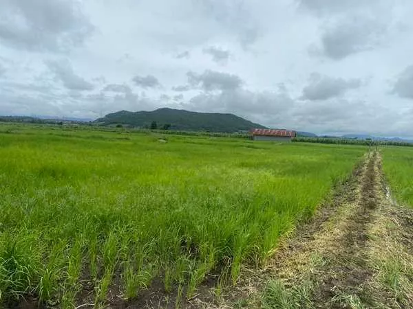 ด่วน ขายที่ดินแม่สอด-ห้วยกระโหลก จำนวน 42 ไร่ (ที่ดินมีโฉนด นส. 4 ครุฑแดงแปลงเดียวในย่านนี้) (รูปที่ 2)