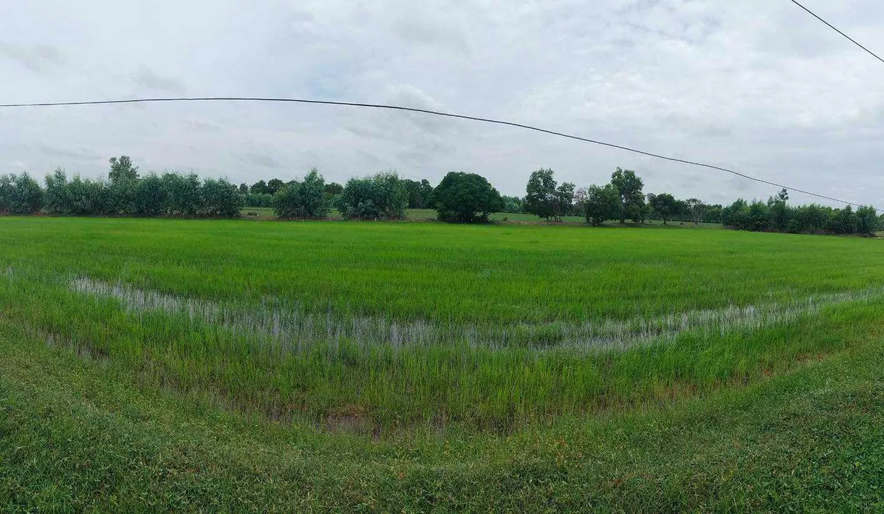 ที่นา อ.สุวรรณภูมิ จ.ร้อยเอ็ด