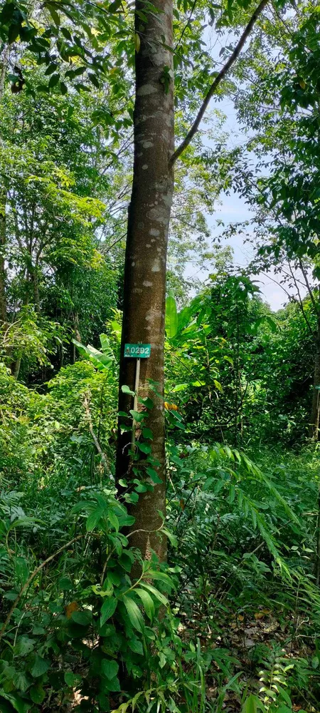 ที่ดินบ่อไร่ ตราด 103 ไร่ (รูปที่ 3)