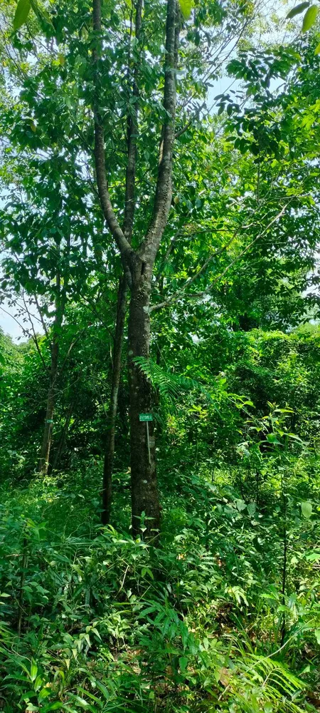 ที่ดินบ่อไร่ ตราด 103 ไร่ (รูปที่ 7)