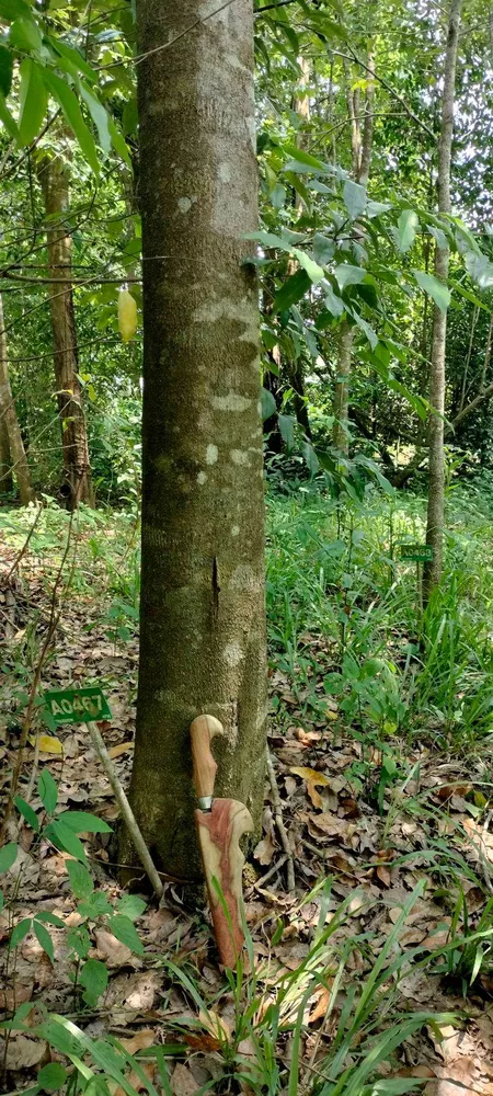 ที่ดินพร้อมไม้หอม พิกัด บ่อไร่ ตราด 103 ไร่ (รูปที่ 8)