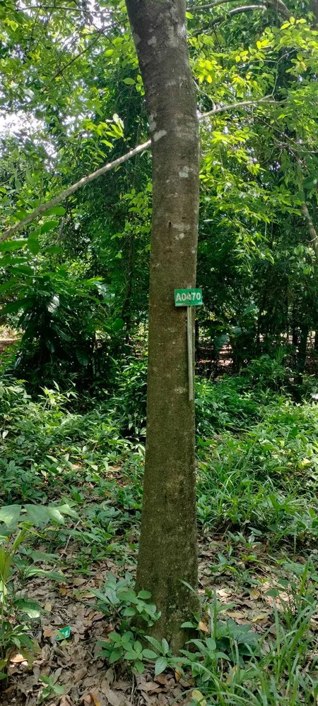ที่ดินพร้อมไม้หอม พิกัด บ่อไร่ ตราด 103 ไร่ (รูปที่ 4)