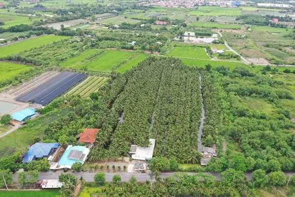 พื้นที่สวนมะพร้าว วิไลลักษณ์ ขายที่ดินพร้อมสวนมะพร้าว บางใหญ่ นนทบุรี เนื้อที่ 7 ไร่ 2 งาน 11 ตรว. โทร 088-2559999 เจ้าของขายเอง (รูปที่ 3)