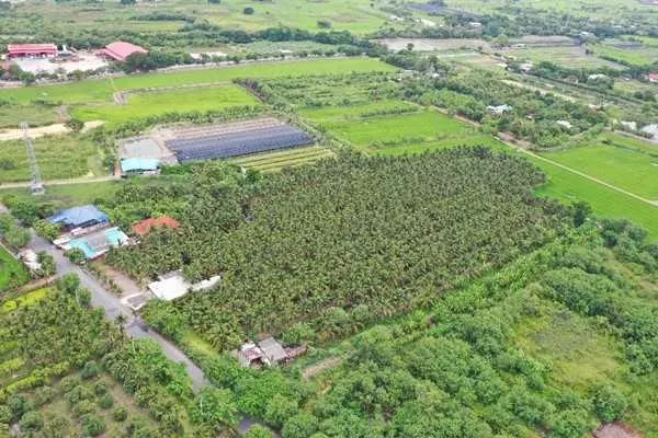 พื้นที่สวนมะพร้าว วิไลลักษณ์ ขายที่ดินพร้อมสวนมะพร้าว บางใหญ่ นนทบุรี เนื้อที่ 7 ไร่ 2 งาน 11 ตรว. โทร 088-2559999 เจ้าของขายเอง (รูปที่ 2)