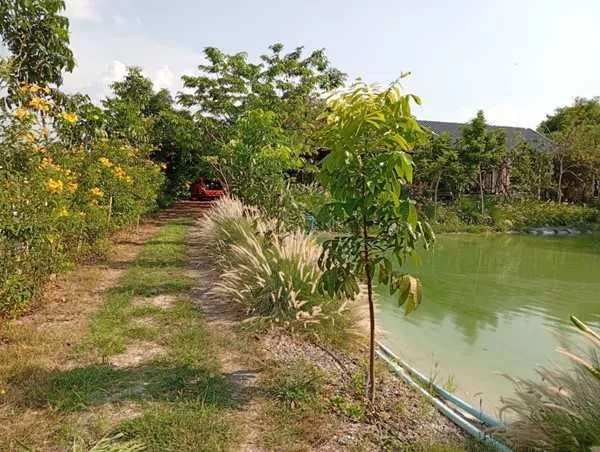ขายด่วน! ที่ดินสวนเกษตรผสมผสานสไตล์รีสอร์ท อ.พัฒนานิคม จ.ลพบุรี พร้อมบ้านและสิ่งปลูกสร้างครบครัน โทร 063-3832910 (รูปที่ 7)