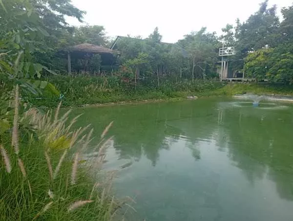 ขายด่วน! ที่ดินสวนเกษตรผสมผสานสไตล์รีสอร์ท อ.พัฒนานิคม จ.ลพบุรี พร้อมบ้านและสิ่งปลูกสร้างครบครัน โทร 063-3832910 (รูปที่ 5)
